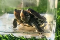 Xuất hiện rùa 2 đầu đột biến gen