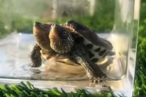 Xuất hiện rùa 2 đầu đột biến gen