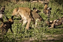 Chó hoang dùng “chiến thuật” độc tấn công sư tử