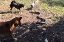 Hổ mang chúa khổng lồ khốn khổ chống chọi đàn chó