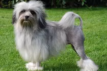 Những giống chó quý, giá cả ngàn đô