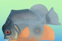 Loài cá ăn thịt sớm nhất, sống cùng khủng long