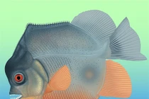 Loài cá ăn thịt sớm nhất, sống cùng khủng long