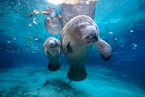 Lợn biển chết hàng loạt với nguyên nhân đáng báo động