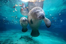 Lợn biển chết hàng loạt với nguyên nhân đáng báo động