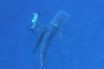 Cận cảnh giải cứu cá mập voi bị dây thừng thắt cổ