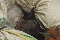 Cảnh tượng kinh hoàng trong các lò giết mổ thịt chó TG