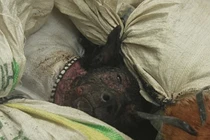 Cảnh tượng kinh hoàng trong các lò giết mổ thịt chó TG