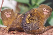 Ngắm động vật có mặt cực hài đón cuối tuần sảng khoái