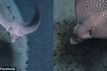 Hiếm lạ cá đuối cái chưa ân ái đã sinh con