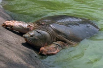 Ngoài cá thể giống rùa Hồ Gươm, VN còn những giống rùa quý này