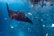 Kinh khủng cảnh cá đuối bơi giữa biển rác ni lông