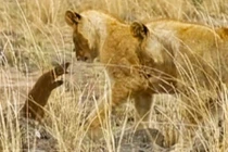 Cầy mangut quyết chiến, phá vòng vây của đàn sư tử