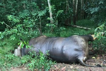 Bò tót 700kg ở Đồng Nai chết trong rừng vì lý do này