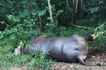 Bò tót 700kg ở Đồng Nai chết trong rừng vì lý do này