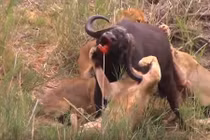 Trận chiến ác liệt: Trâu nước húc thủng ngực sư tử