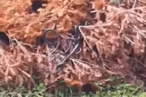 Rùng mình cả đàn rắn lổm ngổm bò ra từ cây khô