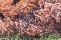 Rùng mình cả đàn rắn lổm ngổm bò ra từ cây khô