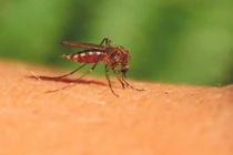 Cuộc "yêu" tử thần giúp con người thoát khỏi muỗi?