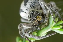 Cách động vật làm mẹ "quái đản" khoa học cũng bó tay