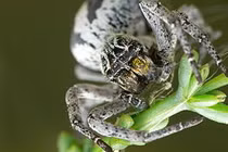 Cách động vật làm mẹ "quái đản" khoa học cũng bó tay