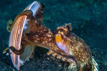 Chân dung động vật thiên tài của đại dương, có IQ đáng nể