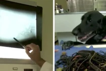 Chó cưng ốm phẫu thuật, bác sĩ tá hỏa với phát hiện bên trong