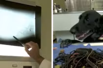 Chó cưng ốm phẫu thuật, bác sĩ tá hỏa với phát hiện bên trong