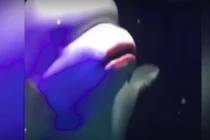 Thủy cung tô son cho cá voi trắng bị lên án dữ dội