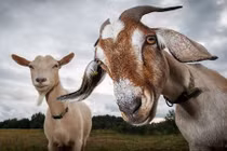 Loài vật soán ngôi chó là "bạn tốt nhất của con người"