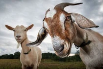 Loài vật soán ngôi chó là "bạn tốt nhất của con người"