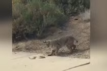 Thót tim xem linh miêu phản đòn trả thù rắn cực độc