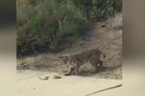 Thót tim xem linh miêu phản đòn trả thù rắn cực độc