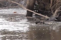 Kinh hoàng linh dương đầu bò bị cá sấu xơi tái