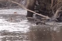 Kinh hoàng linh dương đầu bò bị cá sấu xơi tái