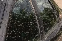 Hãi hùng đàn muỗi khổng lồ che kín bầu trời như khủng bố