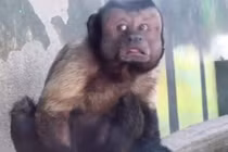 Chú khỉ có gương mặt người đàn ông khổ đau gây kinh ngạc