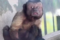 Chú khỉ có gương mặt người đàn ông khổ đau gây kinh ngạc