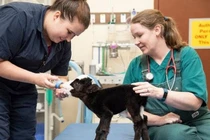 Lạ: Con bò chỉ nặng vỏn vẹn bằng một con mèo