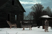 Loài sói xám Chernobyl đang phát triển mạnh