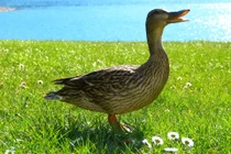 Sự thật kỳ quặc về những con vịt