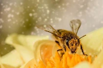 Phát hiện bằng chứng loài ong hiểu số 0 nhỏ hơn 1?