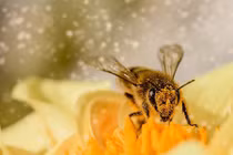 Phát hiện bằng chứng loài ong hiểu số 0 nhỏ hơn 1?