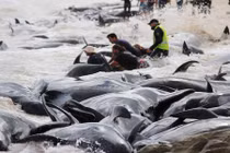 Chất đống cá voi mắc cạn, phơi xác trên bãi biển