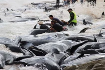 Chất đống cá voi mắc cạn, phơi xác trên bãi biển