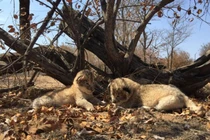 Cận cảnh những con sư tử đầu tiên sinh ra trong ống nghiệm