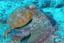 Xem bạch tuộc đổi màu tài tình để ngụy trang