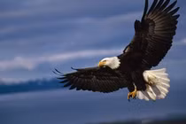 Đại bàng "triệt hạ" flycam trong tích tắc