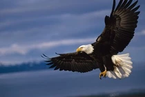 Đại bàng "triệt hạ" flycam trong tích tắc