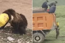 Cả làng dốc sức giải cứu gấu bị mắc kẹt trong xô